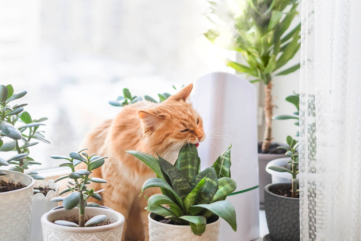 Plant Pet Club
