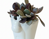 4 inch White Reindeer Head Ceramic Pot with Succulents Arrangement