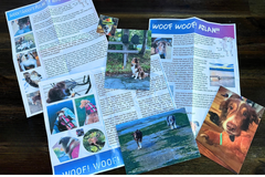 Examples of there letters with three postcards and multiple stickers showing puppy adventures. It is fun. 