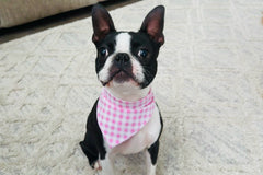 Bandana & Bones (Bimonthly Subscription)