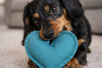 One-time Valentine’s gift box for wiener dog lovers from the Cult of Wiener, featuring themed items, keepsakes, and playful dachshund design
