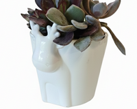 4 inch White Reindeer Head Ceramic Pot with Succulents Arrangement