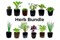 Herb Bundle: 12 Ready-to-Plant Seedlings, Starts, Plugs, Garden Ready, Live Plants, Transplants, Pre-sprouted, for Soil & Hydroponic gardens