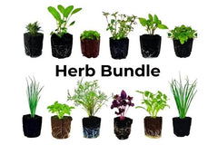 Herb Bundle: 12 Ready-to-Plant Seedlings, Starts, Plugs, Garden Ready, Live Plants, Transplants, Pre-sprouted, for Soil & Hydroponic gardens