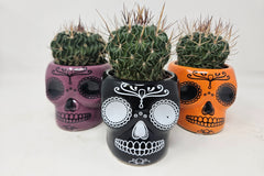 Monthly Deco Box with Cacti or Succulents