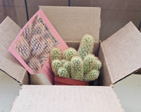 Monthly Cacti Box!