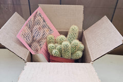 Monthly Cacti Box!