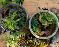 An overhead view of two completed terrariums. Both terrariums are surrounded by extra plants and misc. components.