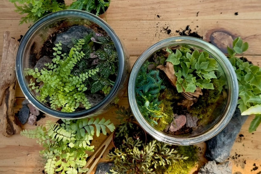 An overhead view of two completed terrariums. Both terrariums are surrounded by extra plants and misc. components.