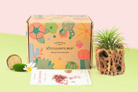 Airplant Box