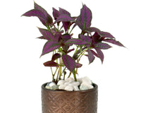 MY GARDEN BOX, The Original 'DIY' Project Box 2025 / 2026