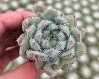 Monthly Mini Succulent Box