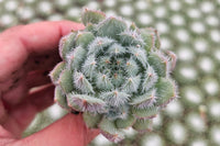 Monthly Mini Succulent Box