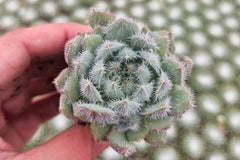 Monthly Mini Succulent Box