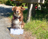 Brown and white dog, Snorri the border collie mix is showing off that she is getting ready to send off letters in front of a mail box. 