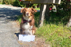 Brown and white dog, Snorri the border collie mix is showing off that she is getting ready to send off letters in front of a mail box. 
