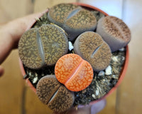 Monthly Premium Succulents