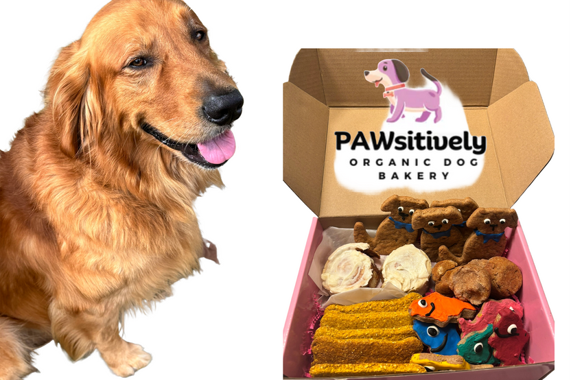 Finn the Golden Retriever with a monthly box of handmade organic dog treats, including donuts, muffins, cookies, and training treats. (