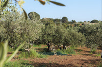 Siciliano Trio Olive Oil Gift Set