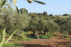 Siciliano Trio Olive Oil Gift Set