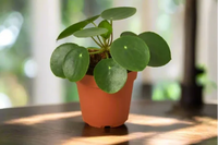 Money tree plant. Plant houseplant monthly subscription box delivered. House plant live plants sub box. Plants every month. Indoor plants.