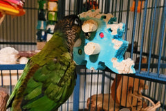 A Green cheek conure chewing on a bird toy showing bite marks. Both are in a cage; the bars make up most of the background. 