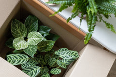 HOUSE PLANT BOX 2026 by My Garden Box