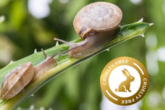 Snail shown on plant branch with a golden seal showcasing a gold bunny center with the words “cruelty free” inside the golden circle