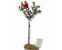 Olive Topiary Tree in Silver Metal Tin with Rope