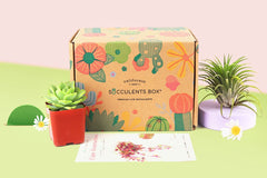 Live Succulent and Airplant Delivered Monthly, Succulent Subscription Gift Box Monthly, Unique Plant Gift for Mother's Day