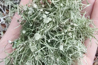 Piscean Untamed Locally Wildcrafted USNEA from the woods in North Florida. Harvested ethically and dehydrated in our shop. 