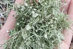 Piscean Untamed Locally Wildcrafted USNEA from the woods in North Florida. Harvested ethically and dehydrated in our shop. 