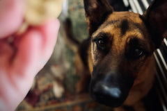 Papa Pupsie's Snax N Treats Pup Box