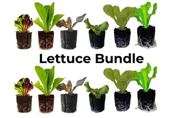 Lettuce Bundle: 12 Ready-to-Plant seedlings, Starts, Plugs, Garden Ready, Live Plants, Transplants, Pre-Sprouted, for Soil & Hydroponic Gardens