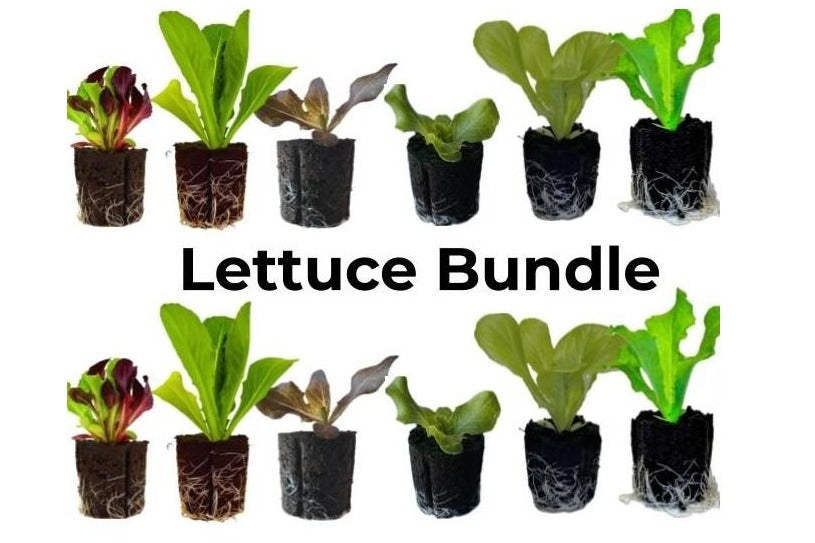 Lettuce Bundle: 12 Ready-to-Plant seedlings, Starts, Plugs, Garden Ready, Live Plants, Transplants, Pre-Sprouted, for Soil & Hydroponic Gardens