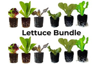 Lettuce Bundle: 12 Ready-to-Plant seedlings, Starts, Plugs, Garden Ready, Live Plants, Transplants, Pre-Sprouted, for Soil & Hydroponic Gardens