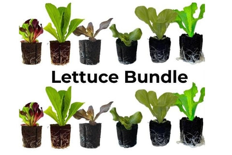 Lettuce Bundle: 12 Ready-to-Plant seedlings, Starts, Plugs, Garden Ready, Live Plants, Transplants, Pre-Sprouted, for Soil & Hydroponic Gardens