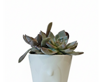 4 inch White Reindeer Head Ceramic Pot with Succulents Arrangement