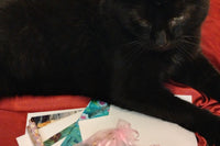 Big black cat showing off our latest shipment of original greeting  cards