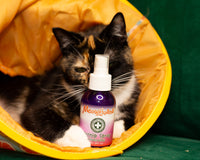 Feral Friends Monthly Cat Box. Spoil Yours. Feed a Feral Cat for 30 Days.