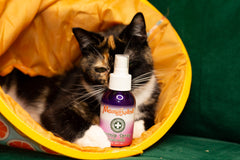 Feral Friends Monthly Cat Box. Spoil Yours. Feed a Feral Cat for 30 Days.