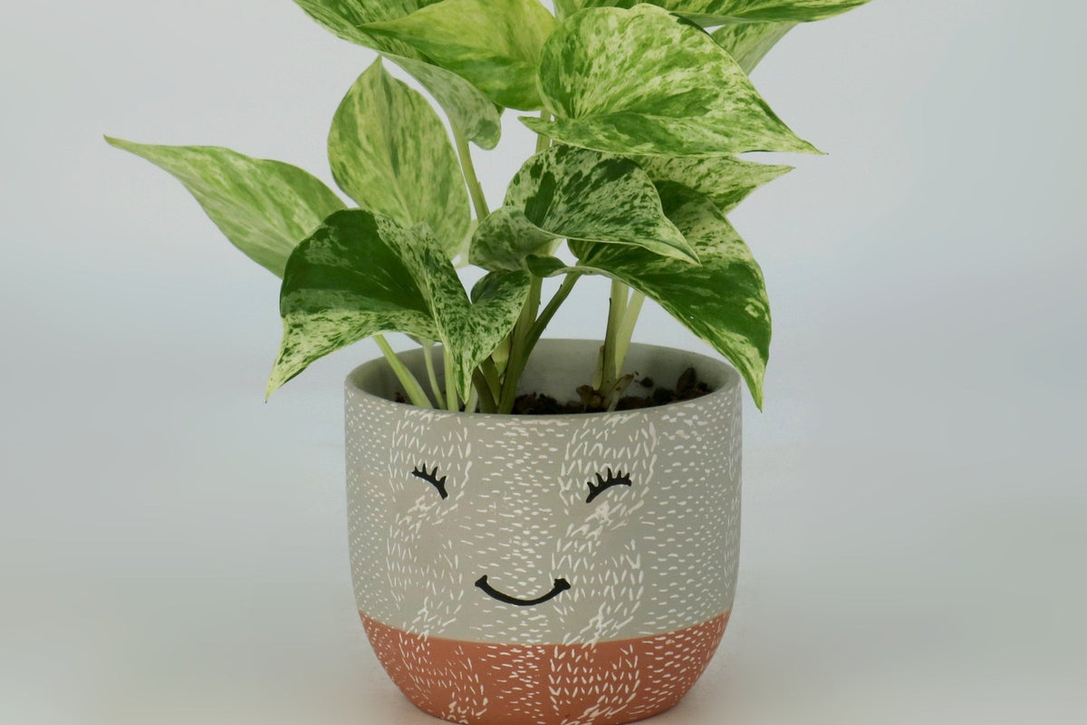 *NEW* KIDS GARDENING CLUB by My Garden Box