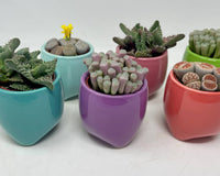 Monthly Deco Box with Cacti or Succulents