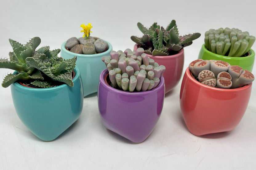 Monthly Deco Box with Cacti or Succulents