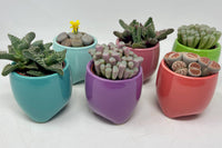 Monthly Deco Box with Cacti or Succulents