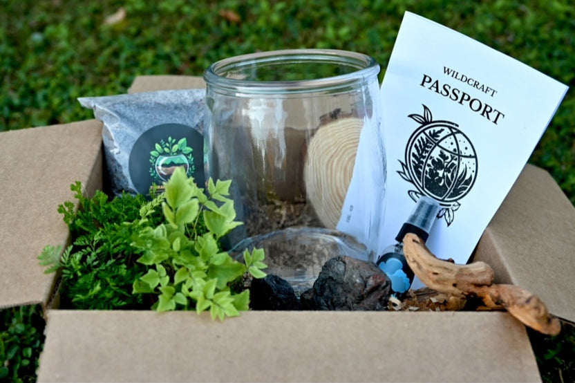 A front facing view of the mystery diy box. Showing plants, glass container, soil, rocks, mister and paperwork in an open box.