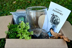 A front facing view of the mystery diy box. Showing plants, glass container, soil, rocks, mister and paperwork in an open box.