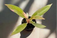 Philodendron rare. Plant houseplant monthly subscription box delivered. House plant live plants sub box. 2 inch 3 inch potted plants monthly