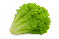 Lettuce Bundle: 12 Ready-to-Plant seedlings, Starts, Plugs, Garden Ready, Live Plants, Transplants, Pre-Sprouted, for Soil & Hydroponic Gardens