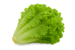 Lettuce Bundle: 12 Ready-to-Plant seedlings, Starts, Plugs, Garden Ready, Live Plants, Transplants, Pre-Sprouted, for Soil & Hydroponic Gardens